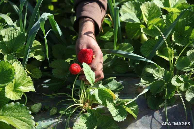 A Palestinian farmer harvests strawberries from a field in Beit Lahia, in the northern Gaza Strip, on December 29, 2014. Photo by Ashraf Amra