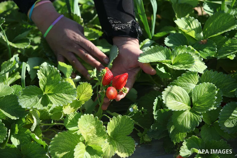 A Palestinian farmer harvests strawberries from a field in Beit Lahia, in the northern Gaza Strip, on December 29, 2014. Photo by Ashraf Amra