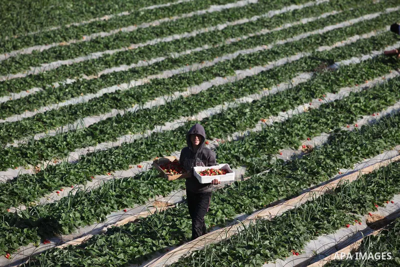 A Palestinian farmer harvests strawberries from a field in Beit Lahia, in the northern Gaza Strip, on December 29, 2014. Photo by Ashraf Amra