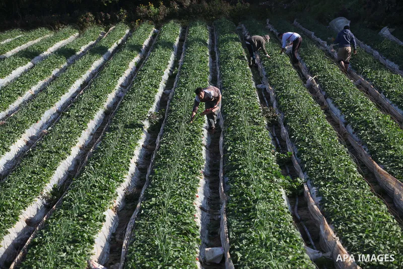 Palestinian farmers pick strawberries in the northern Gaza Strip town of Beit Lahia on December 29, 2014. Photo by Ashraf Amra