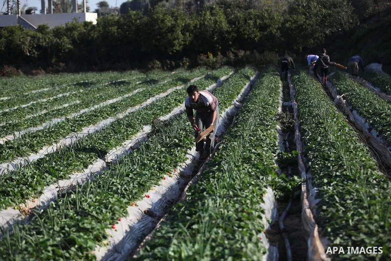 Palestinian farmers pick strawberries in the northern Gaza Strip town of Beit Lahia on December 29, 2014. Photo by Ashraf Amra