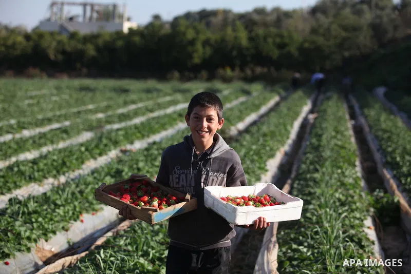 A Palestinian boy harvests strawberries from a field in Beit Lahia, in the northern Gaza Strip on December 29, 2014. Photo by Ashraf Amra