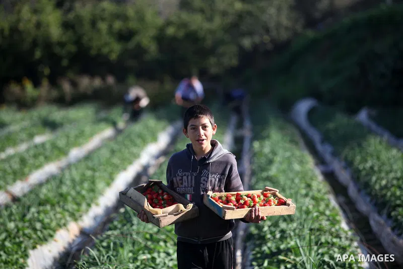 Palestinian farmers pick strawberries in the northern Gaza Strip town of Beit Lahia on December 29, 2014. Photo by Ashraf Amra