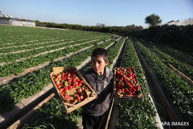 A Palestinian boy harvests strawberries from a field in Beit Lahia, in the northern Gaza Strip on December 29, 2014. Photo by Ashraf Amra