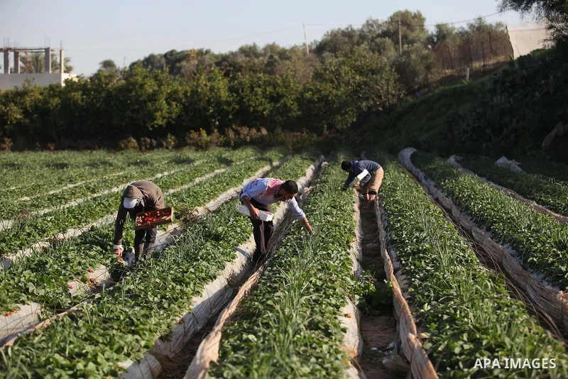 Palestinian farmers pick strawberries in the northern Gaza Strip town of Beit Lahia on December 29, 2014. Photo by Ashraf Amra