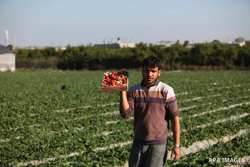 A Palestinian farmer harvests strawberries from a field in Beit Lahia, in the northern Gaza Strip, on December 29, 2014. Photo by Ashraf Amra