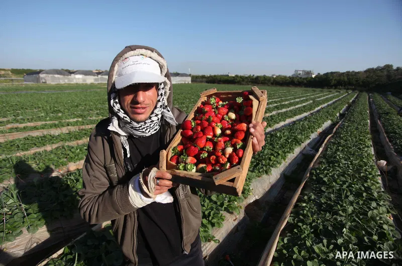 A Palestinian farmer harvests strawberries from a field in Beit Lahia, in the northern Gaza Strip, on December 29, 2014. Photo by Ashraf Amra