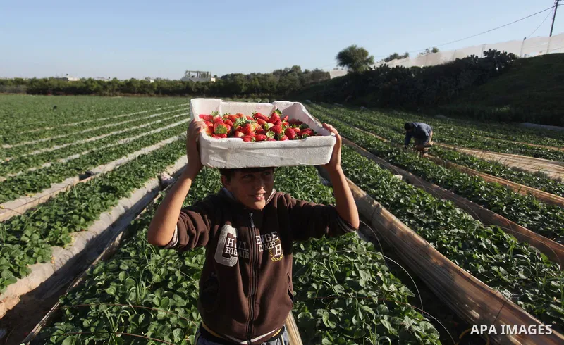 A Palestinian boy harvests strawberries from a field in Beit Lahia, in the northern Gaza Strip on December 29, 2014. Photo by Ashraf Amra