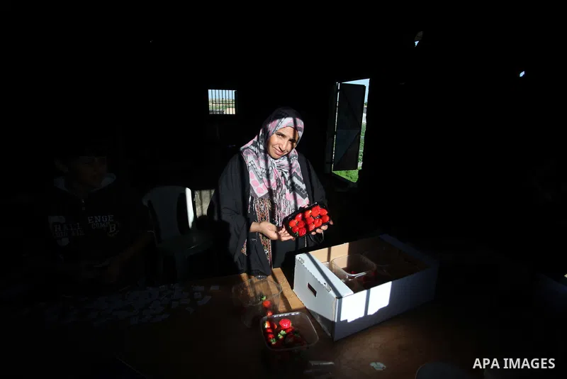 A Palestinian woman harvests strawberries from a field in Beit Lahia, in the northern Gaza Strip, on December 29, 2014. Photo by Ashraf Amra