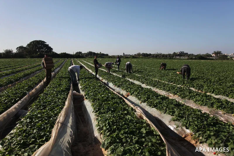 Palestinian farmers pick strawberries in the northern Gaza Strip town of Beit Lahia on December 29, 2014. Photo by Ashraf Amra
