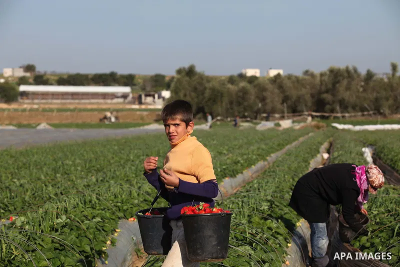 Palestinian farmers pick strawberries in the northern Gaza Strip town of Beit Lahia on December 29, 2014. Photo by Ashraf Amra
