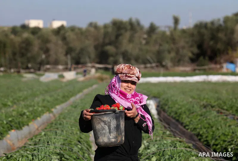 A Palestinian woman harvests strawberries from a field in Beit Lahia, in the northern Gaza Strip, on December 29, 2014. Photo by Ashraf Amra