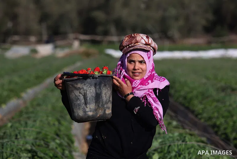 A Palestinian woman harvests strawberries from a field in Beit Lahia, in the northern Gaza Strip, on December 29, 2014. Photo by Ashraf Amra