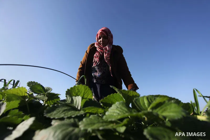 A Palestinian woman harvests strawberries from a field in Beit Lahia, in the northern Gaza Strip, on December 29, 2014. Photo by Ashraf Amra