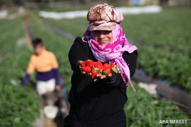 A Palestinian woman harvests strawberries from a field in Beit Lahia, in the northern Gaza Strip, on December 29, 2014. Photo by Ashraf Amra