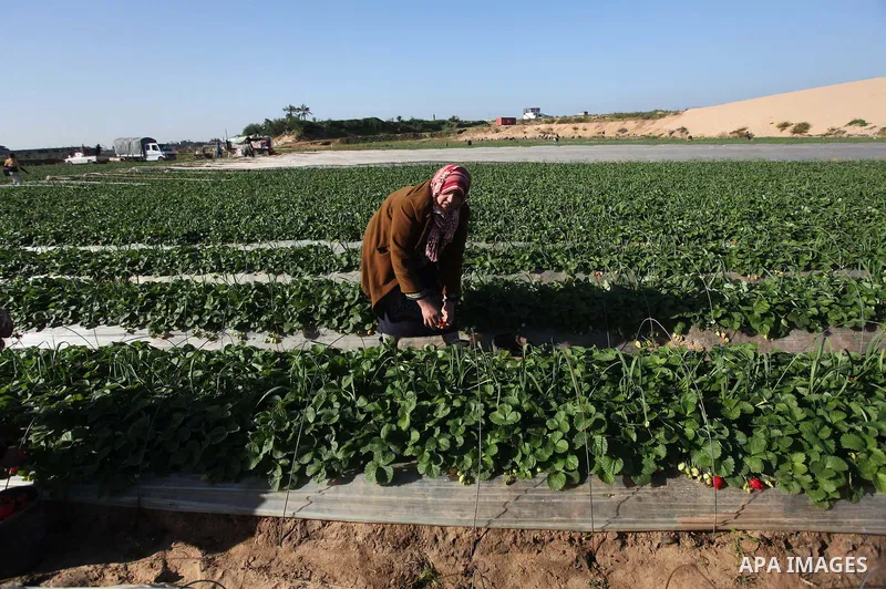 A Palestinian woman harvests strawberries from a field in Beit Lahia, in the northern Gaza Strip, on December 29, 2014. Photo by Ashraf Amra