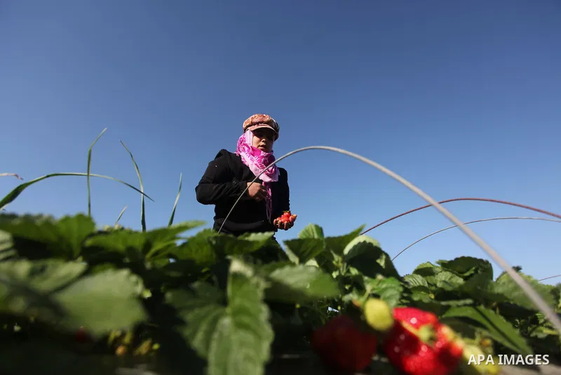 A Palestinian woman harvests strawberries from a field in Beit Lahia, in the northern Gaza Strip, on December 29, 2014. Photo by Ashraf Amra