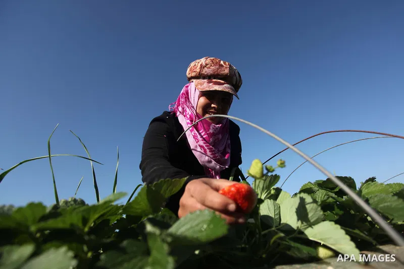 A Palestinian woman harvests strawberries from a field in Beit Lahia, in the northern Gaza Strip, on December 29, 2014. Photo by Ashraf Amra