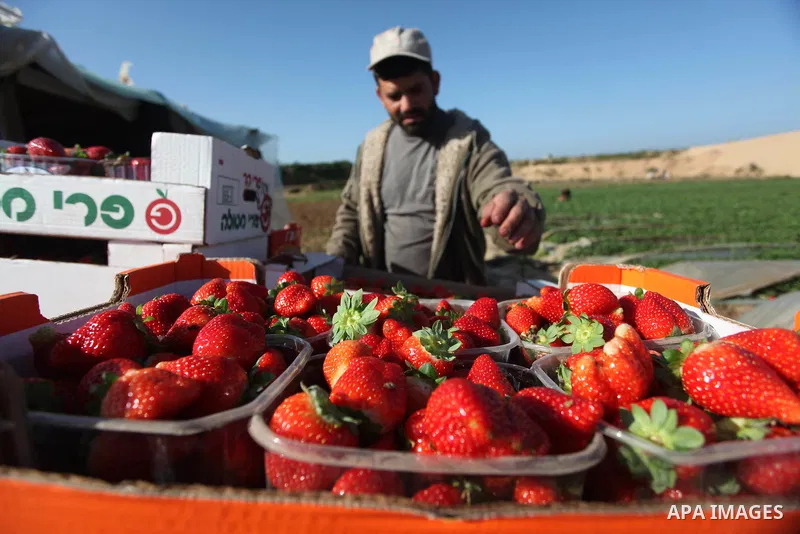 A Palestinian farmer harvests strawberries from a field in Beit Lahia, in the northern Gaza Strip, on December 29, 2014. Photo by Ashraf Amra
