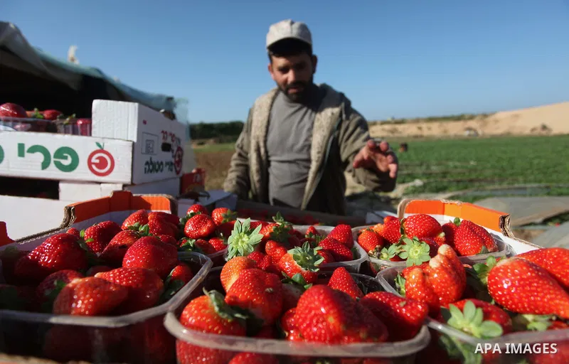 A Palestinian farmer harvests strawberries from a field in Beit Lahia, in the northern Gaza Strip, on December 29, 2014. Photo by Ashraf Amra