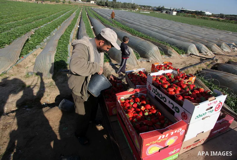 A Palestinian farmer harvests strawberries from a field in Beit Lahia, in the northern Gaza Strip, on December 29, 2014. Photo by Ashraf Amra