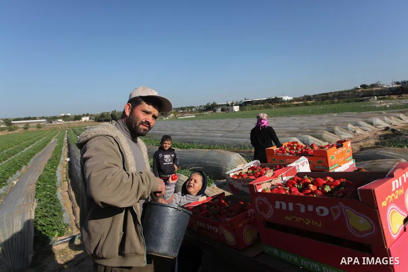 Palestinian farmers pick strawberries in the northern Gaza Strip town of Beit Lahia on December 29, 2014. Photo by Ashraf Amra