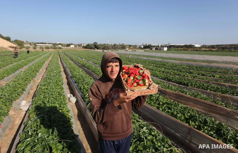 A Palestinian farmer harvests strawberries from a field in Beit Lahia, in the northern Gaza Strip, on December 29, 2014. Photo by Ashraf Amra
