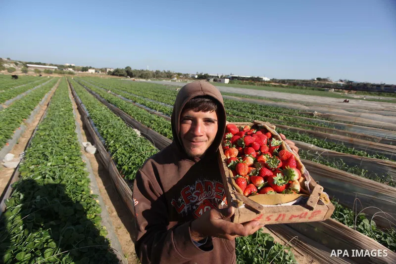 A Palestinian farmer harvests strawberries from a field in Beit Lahia, in the northern Gaza Strip, on December 29, 2014. Photo by Ashraf Amra