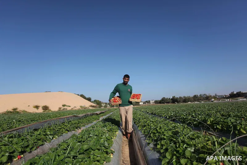 A Palestinian farmer harvests strawberries from a field in Beit Lahia, in the northern Gaza Strip, on December 29, 2014. Photo by Ashraf Amra