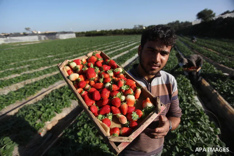 A Palestinian farmer harvests strawberries from a field in Beit Lahia, in the northern Gaza Strip, on December 29, 2014. Photo by Ashraf Amra