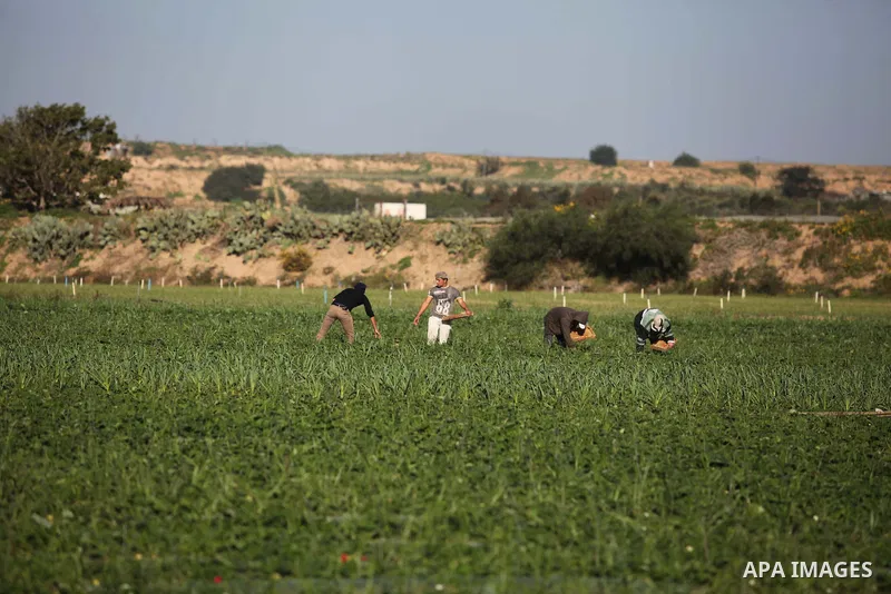 Palestinian farmers pick strawberries in the northern Gaza Strip town of Beit Lahia on December 29, 2014. Photo by Ashraf Amra
