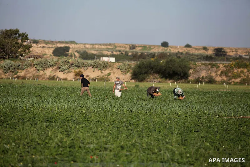 Palestinian farmers pick strawberries in the northern Gaza Strip town of Beit Lahia on December 29, 2014. Photo by Ashraf Amra