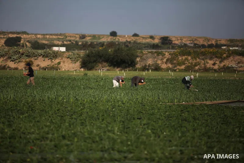 Palestinian farmers pick strawberries in the northern Gaza Strip town of Beit Lahia on December 29, 2014. Photo by Ashraf Amra