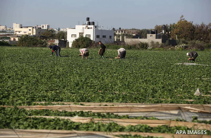 Palestinian farmers pick strawberries in the northern Gaza Strip town of Beit Lahia on December 29, 2014. Photo by Ashraf Amra