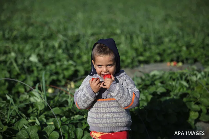 Palestinian farmers pick strawberries in the northern Gaza Strip town of Beit Lahia on December 29, 2014. Photo by Ashraf Amra