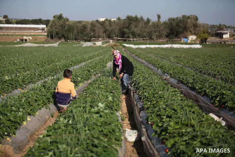 Palestinian farmers pick strawberries in the northern Gaza Strip town of Beit Lahia on December 29, 2014. Photo by Ashraf Amra