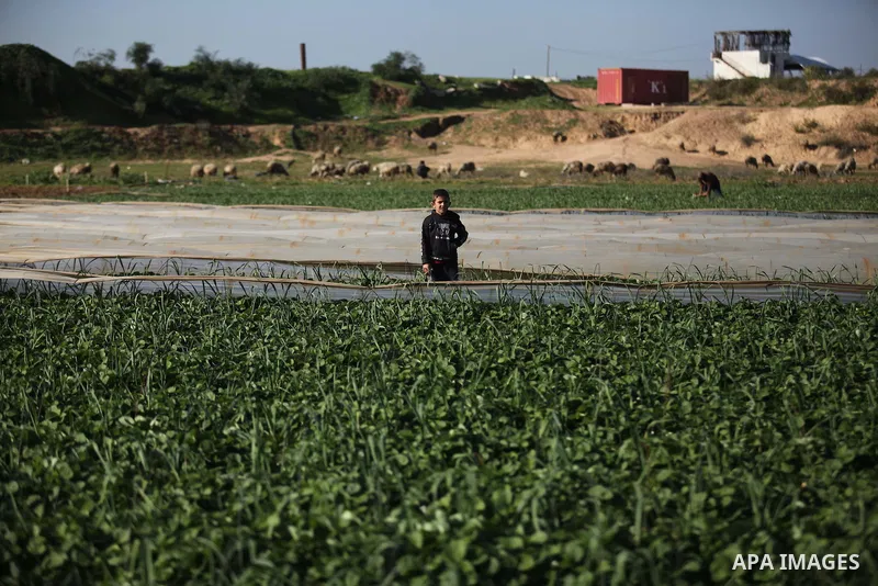 Palestinian farmers pick strawberries in the northern Gaza Strip town of Beit Lahia on December 29, 2014. Photo by Ashraf Amra