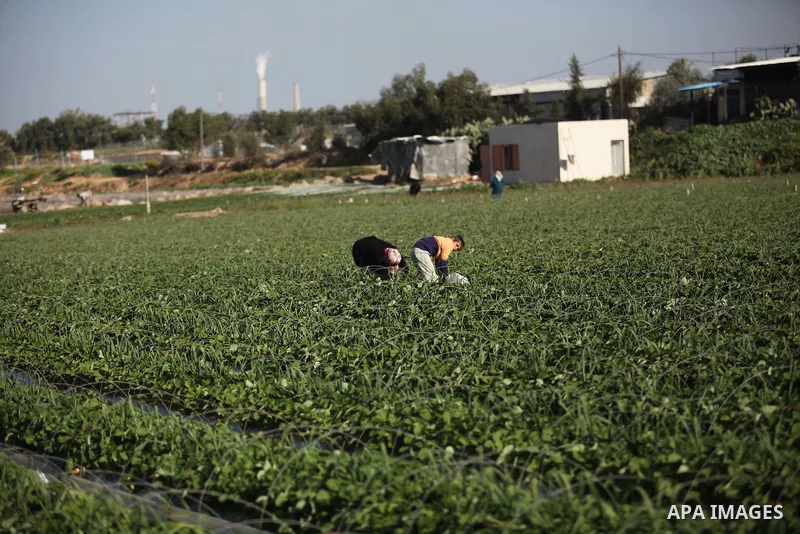 Palestinian farmers pick strawberries in the northern Gaza Strip town of Beit Lahia on December 29, 2014. Photo by Ashraf Amra