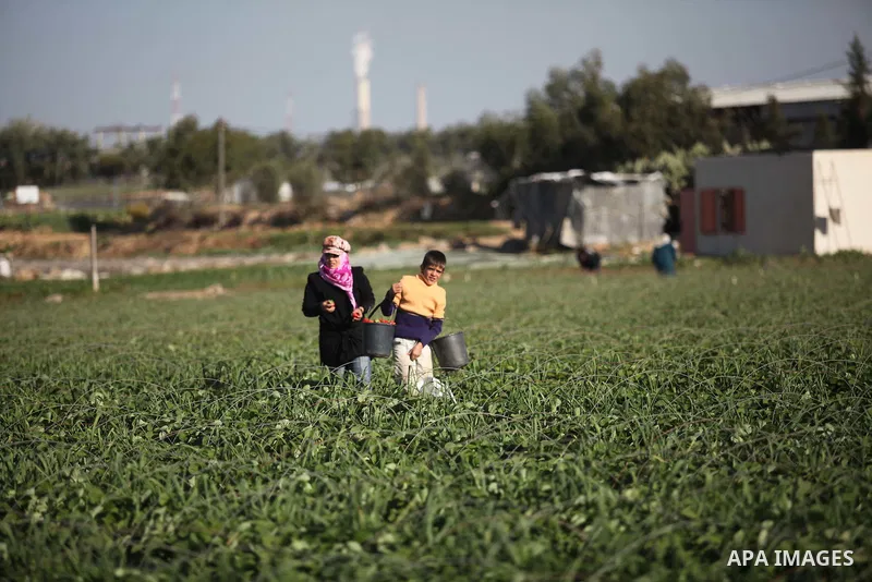 Palestinian farmers pick strawberries in the northern Gaza Strip town of Beit Lahia on December 29, 2014. Photo by Ashraf Amra