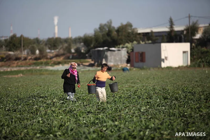 Palestinian farmers pick strawberries in the northern Gaza Strip town of Beit Lahia on December 29, 2014. Photo by Ashraf Amra