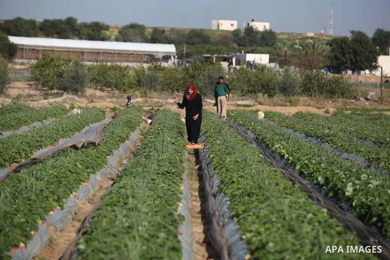 A Palestinian woman harvests strawberries from a field in Beit Lahia, in the northern Gaza Strip, on December 29, 2014. Photo by Ashraf Amra