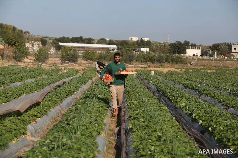 Palestinian farmers pick strawberries in the northern Gaza Strip town of Beit Lahia on December 29, 2014. Photo by Ashraf Amra