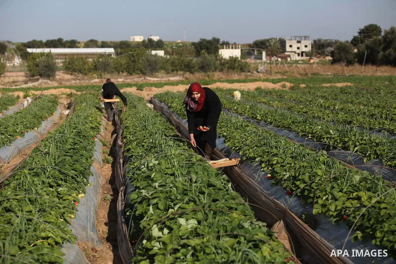 Palestinian farmers pick strawberries in the northern Gaza Strip town of Beit Lahia on December 29, 2014. Photo by Ashraf Amra