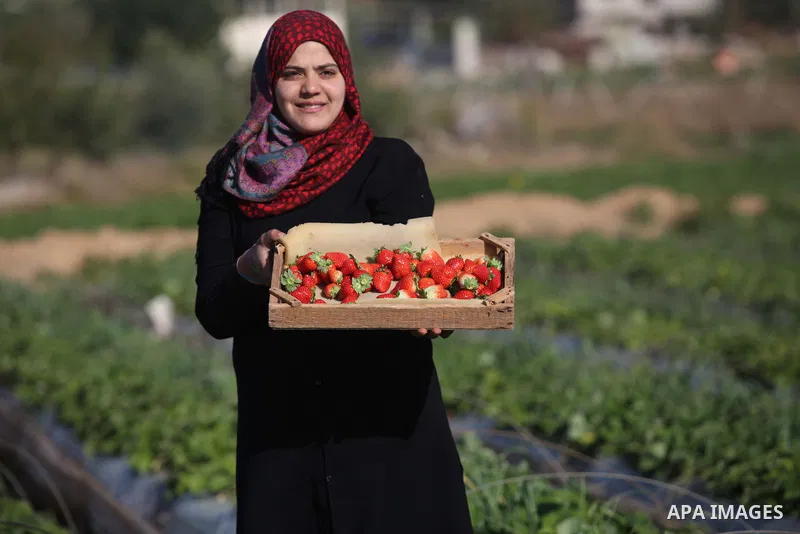 A Palestinian woman harvests strawberries from a field in Beit Lahia, in the northern Gaza Strip, on December 29, 2014. Photo by Ashraf Amra