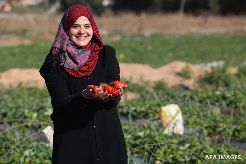 A Palestinian woman harvests strawberries from a field in Beit Lahia, in the northern Gaza Strip, on December 29, 2014. Photo by Ashraf Amra