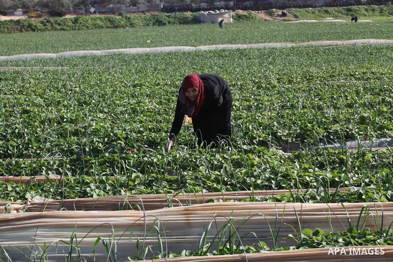 A Palestinian woman harvests strawberries from a field in Beit Lahia, in the northern Gaza Strip, on December 29, 2014. Photo by Ashraf Amra