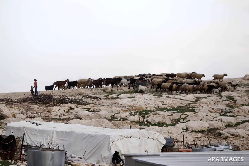 Palestinian Bedouin children lead a herd of sheep outside their family's makeshift, in the West Bank near Jerusalem, January 1, 2015. Israeli forces raided a number of Bedouin communities east of Jerusalem on Thursday da...