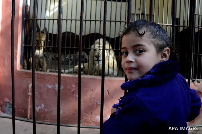 Egyptians enjoy at a zoo in a holiday commemorating the birth of Prophet Mohammed, known in Arabic as "Mawlid al-Nabawi", Cairo, Egypt 03 January 2015. Muslims around the world are celebrating the Prophet's birthday, whi...
