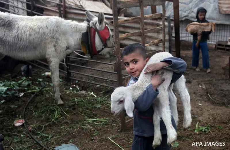 A Palestinian Bedouin boy carries a sheep in a Bedouin settlement south of Gaza City on January 7, 2015. A storm buffeted the Middle East with blizzards, rain and strong winds on Wednesday, keeping people at home across...