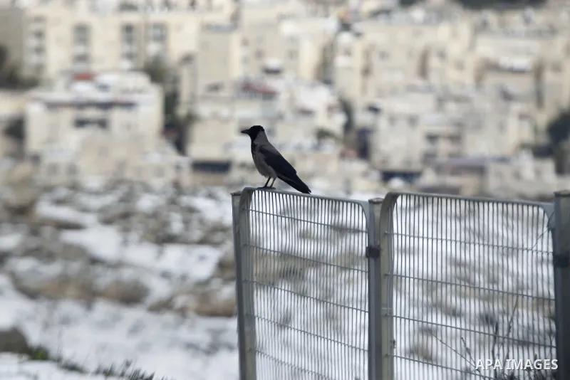 A bird stands at the Mount of Olives cemetery outside Jerusalem's Old City after snowfall January 8, 2015. A storm buffeted the Middle East with blizzards, rain and strong winds on Wednesday, keeping people at home acros...